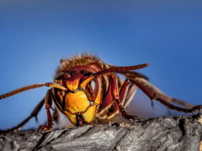 What Does it Mean When You Dream About Wasps?