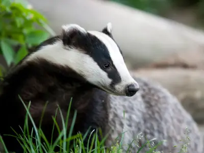 Badger Symbolism: What is the Spiritual Meaning of a Badger?