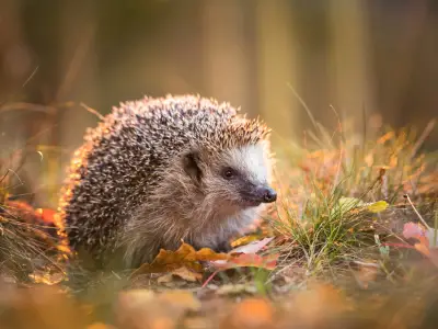 Hedgehog Symbolism: What is the Spiritual Meaning of a Hedgehog?