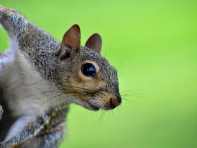 Squirrel Symbolism: What is the Spiritual Meaning of a Squirrel?