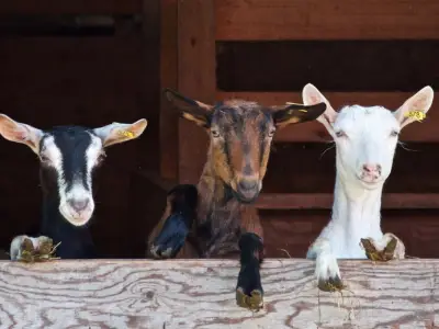 What Does it Mean When You Dream About Goats?