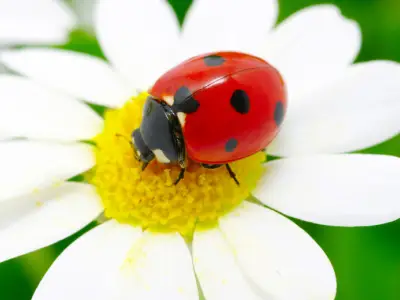 What is the Spiritual Meaning of a Ladybug?