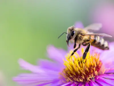 What is the Spiritual Meaning of a Bee?