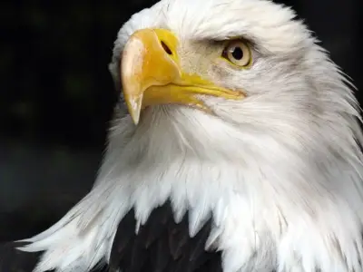 What Does it Mean When You Dream About an Eagle?