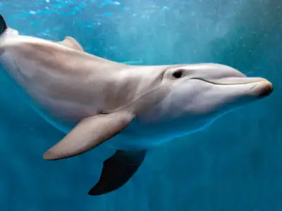 What Does it Mean When You Dream About Dolphins?