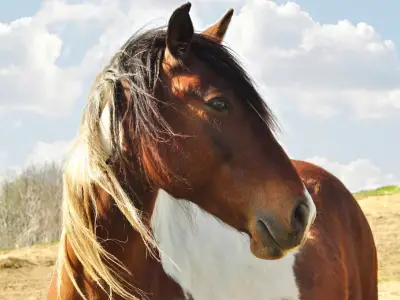 What Does it Mean When You Dream About Horses?