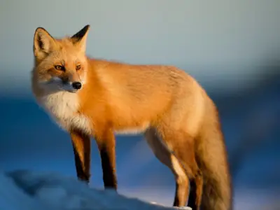 What is the Spiritual Meaning of a Fox?