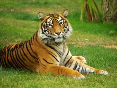 Tiger Symbolism: What is the Spiritual Meaning of a Tiger?