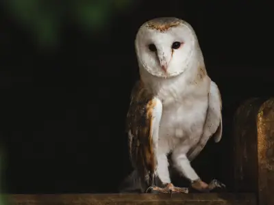 What is the Spiritual Meaning of an Owl?