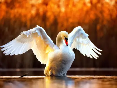 Swan Symbolism: What is the Spiritual Meaning of a Swan?