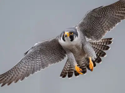 What is the Spiritual Meaning of a Falcon?