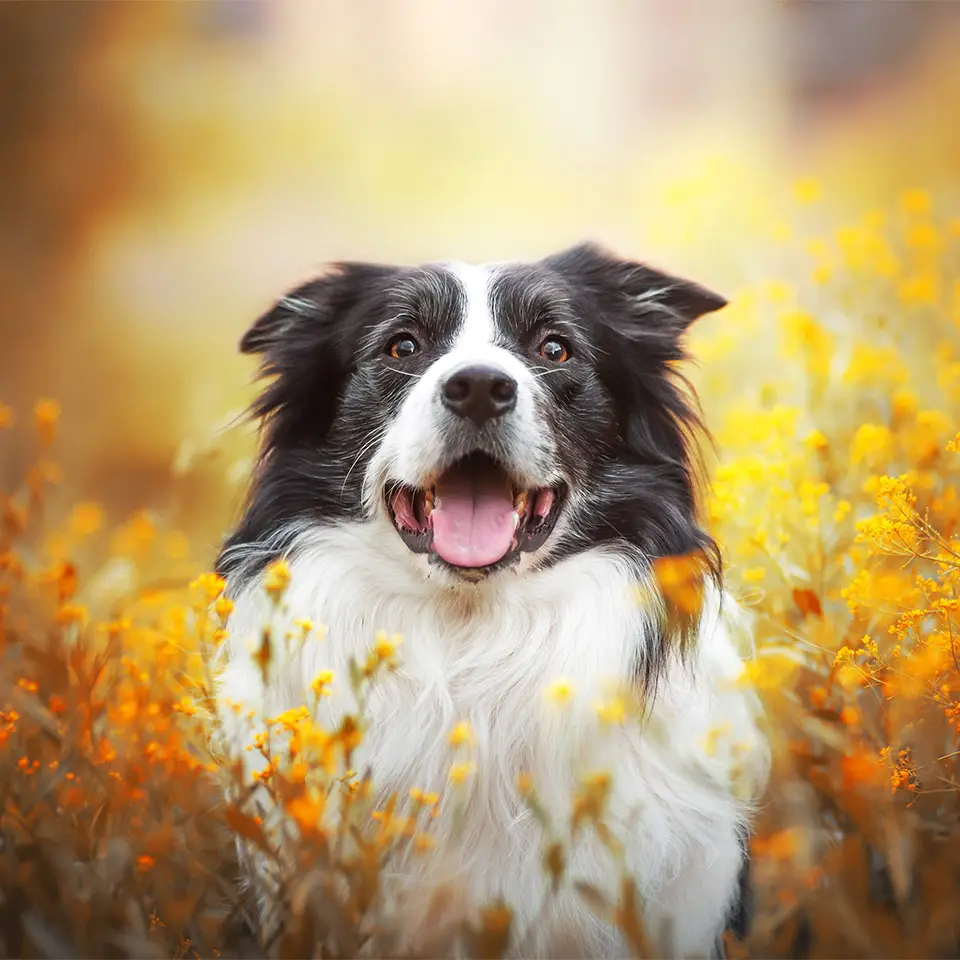 Healthy and happy old black and white border collie dog in a field of flowers