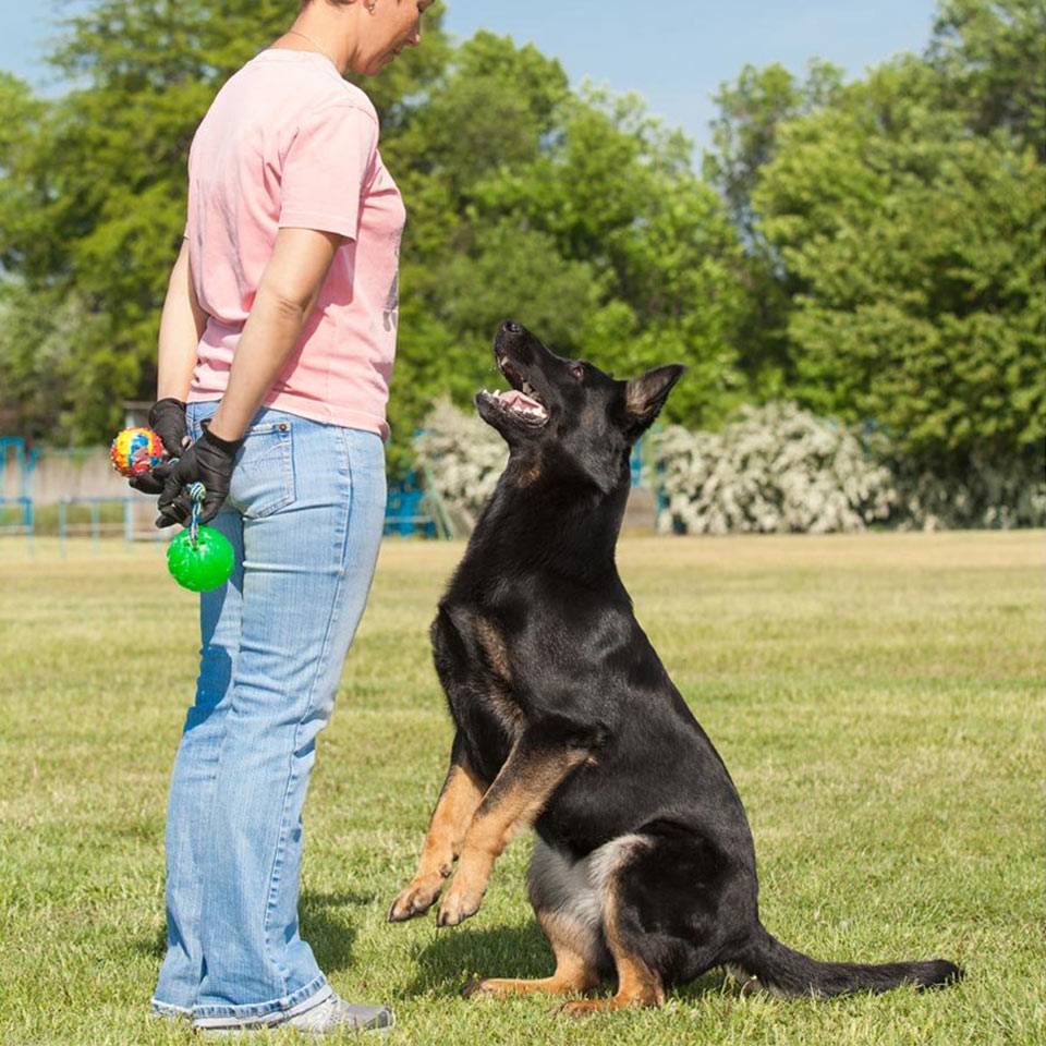 Dog Training Course Online Accredited Dog Trainer Diploma