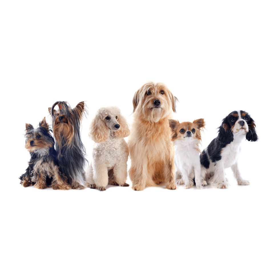 Online dog deals grooming course