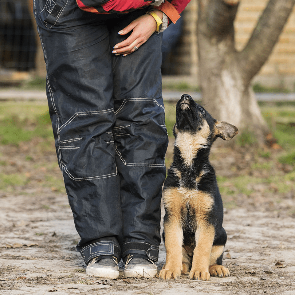 Dog training clearance trousers