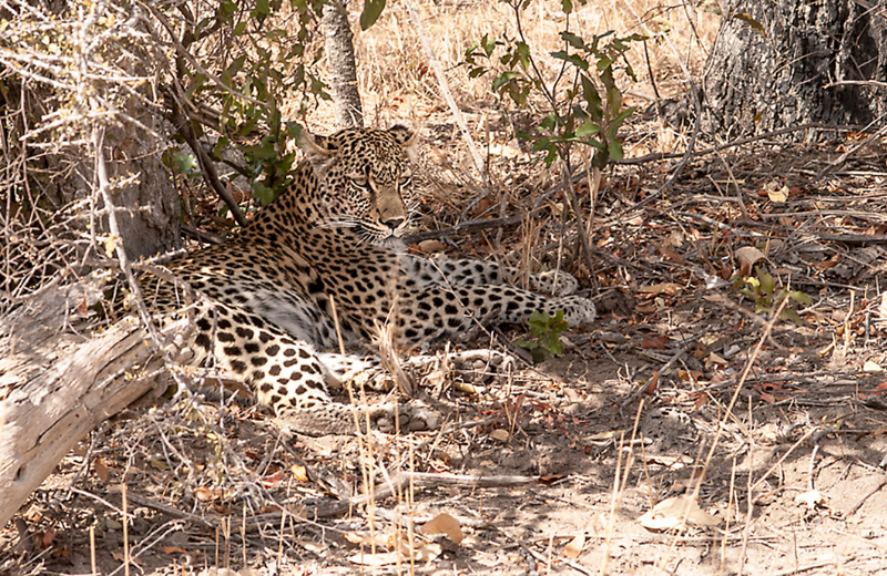 The Symbolism of a Leopard