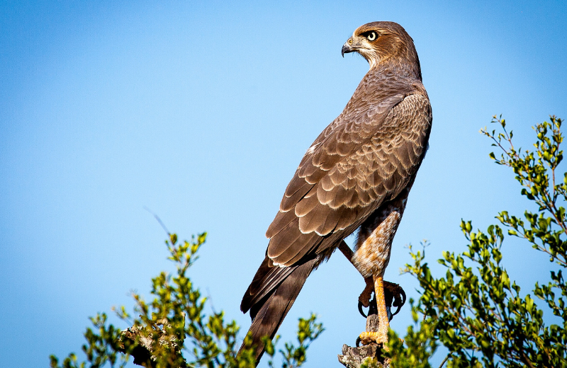 What Does It Mean When a Falcon Appears Near Your Home