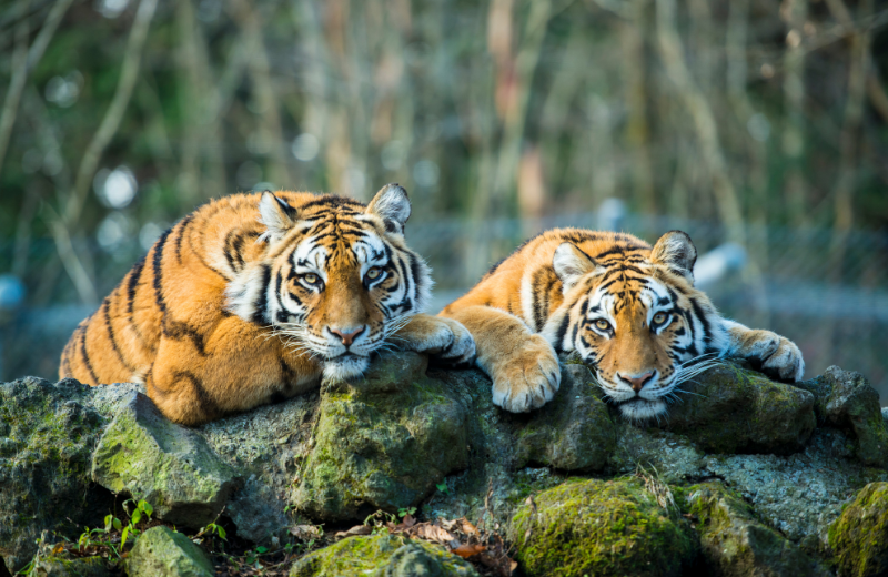 Tiger Numbers and Their Spiritual Meanings