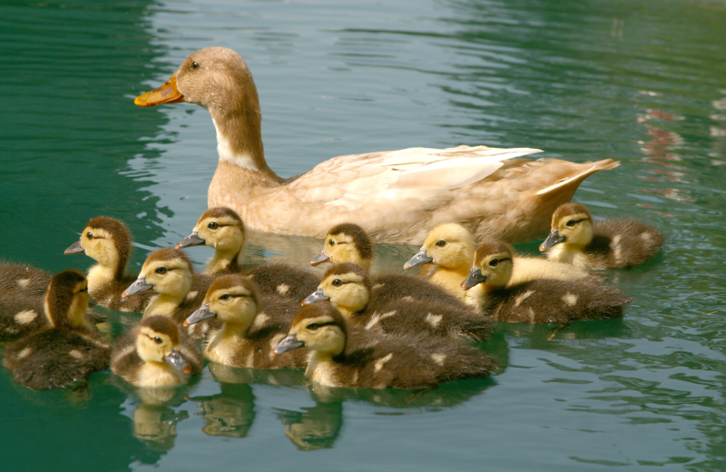 The Symbolism of the Duck