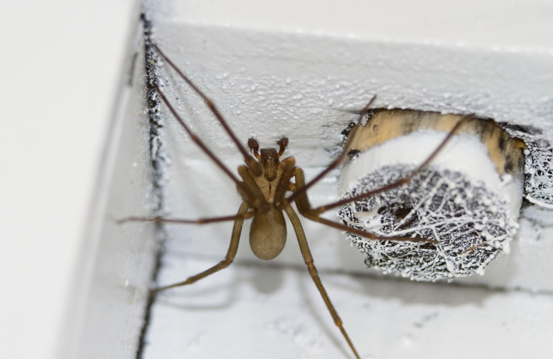 What Does It Mean When a Spider Appears in Your Home?