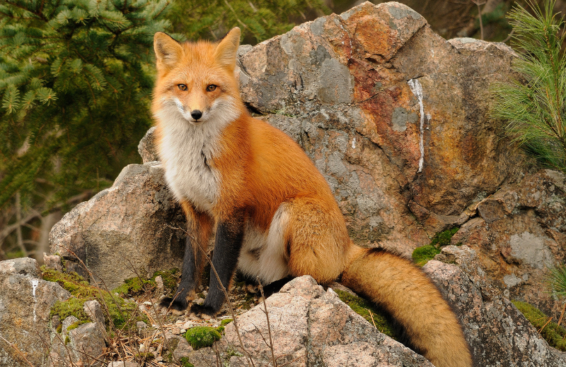 Fox