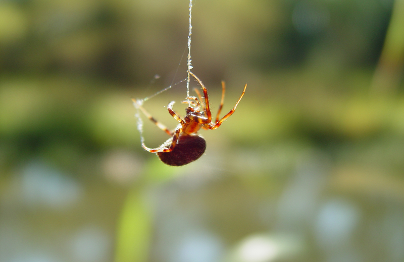 Is it Good or Bad Luck to See a Spider?