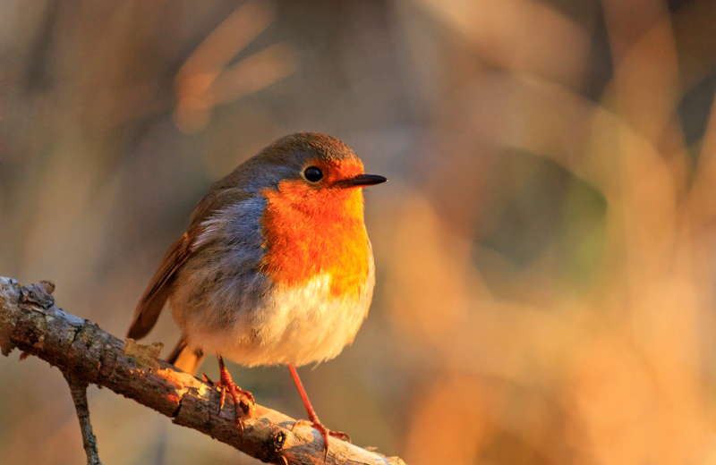 Is It Good or Bad Luck to See a Robin?