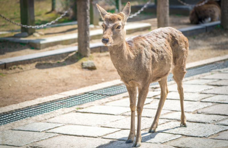 What Does It Mean When a Deer Appears Outside Your Home?