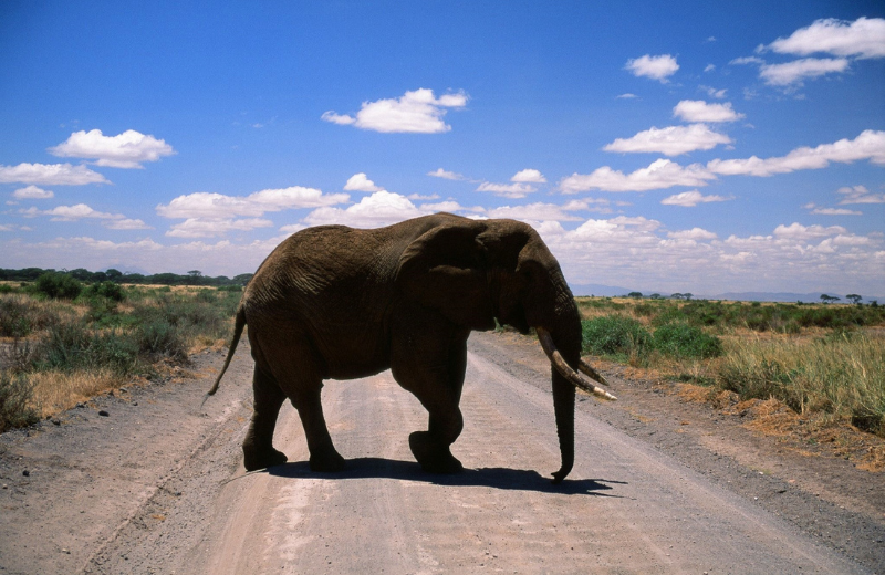 Spiritual Meaning of an Elephant Crossing Your Path