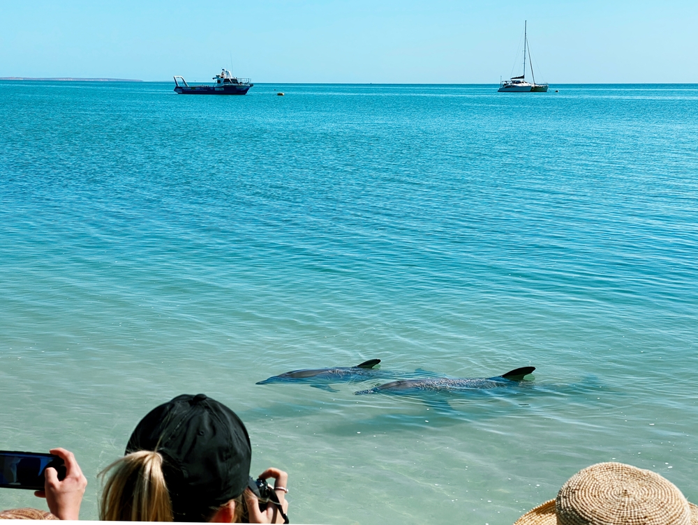 What Does it Mean When Dolphins Appear Outside Your Home?