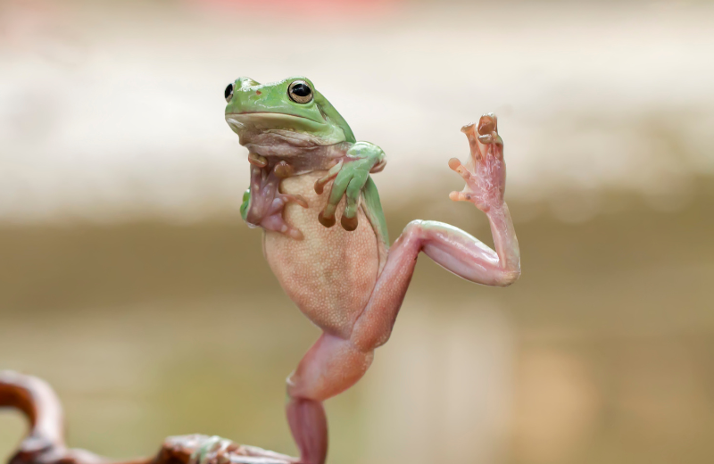 Spiritual Meaning of a Frog Crossing Your Path