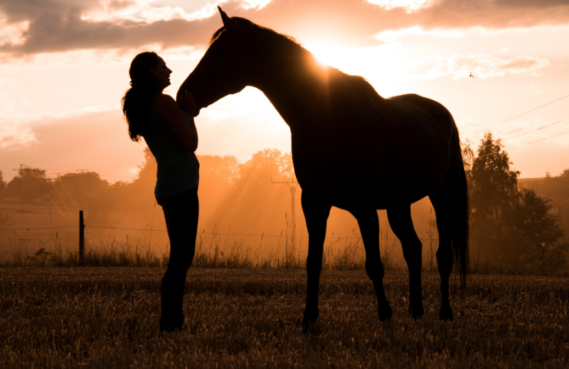 The Emotional and Healing Connection Between Horses and Humans 