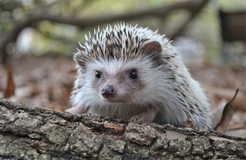 Hedgehog spirit animal