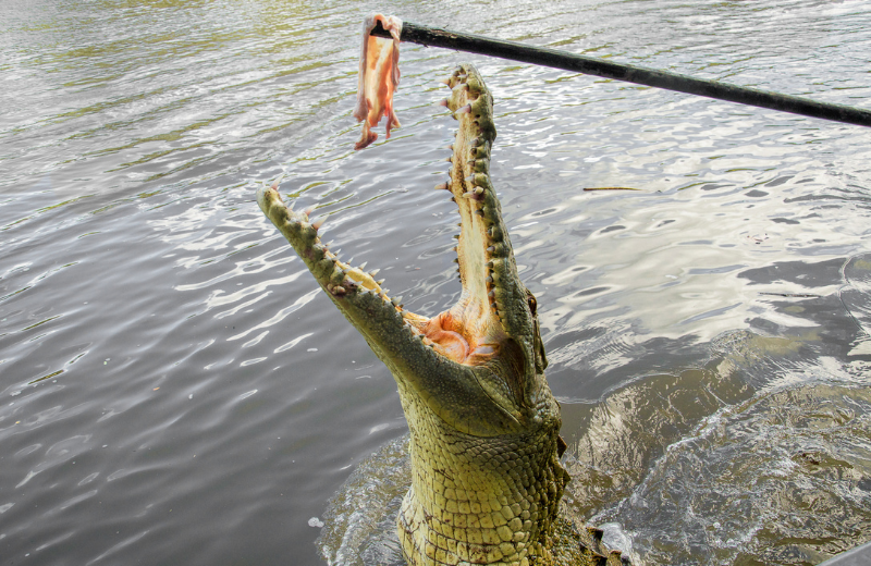 Common Crocodile and Alligator Dreams