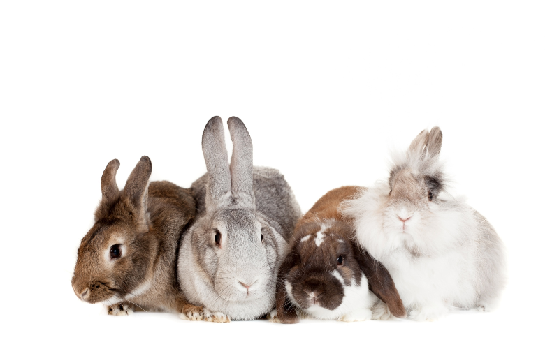 Rabbit Colours and Their Spiritual Meanings