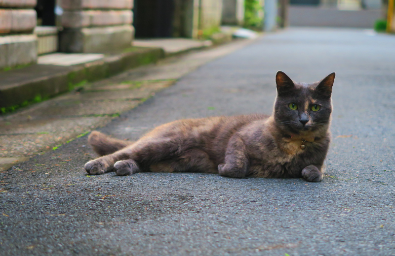 Spiritual Meaning of a Cat Crossing Your Path