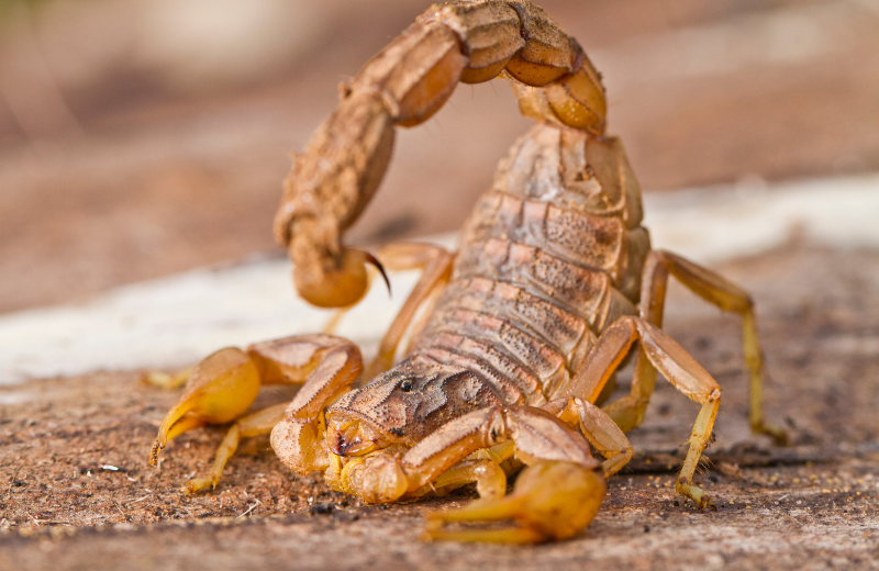 Scorpion Colours and Their Spiritual Meanings