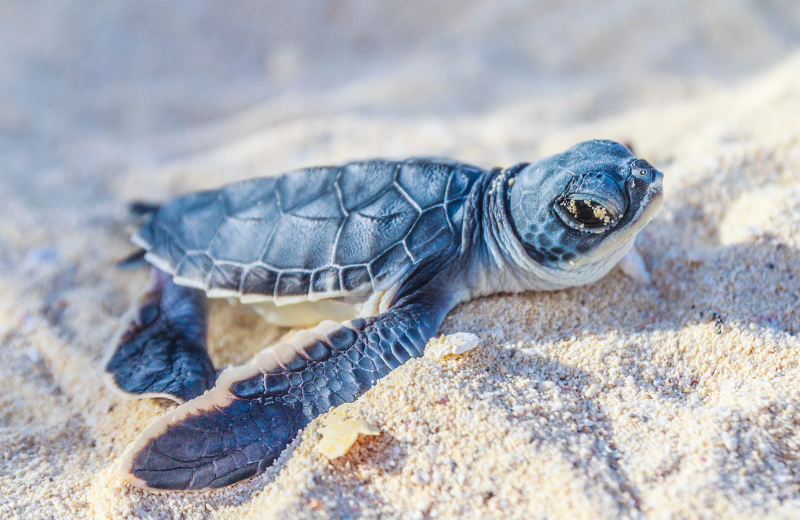 What Does It Mean When a Turtle Appears Outside Your Home?