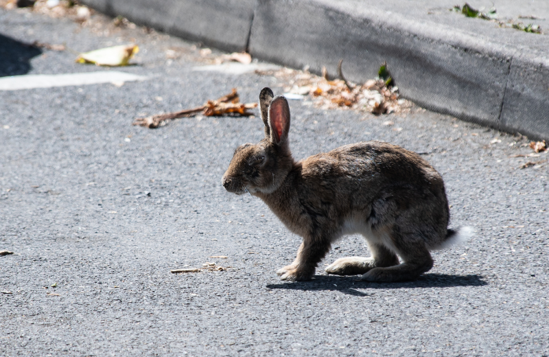 Spiritual Meaning of a Rabbit Crossing Your Path