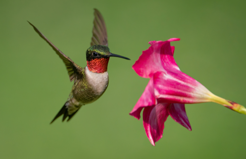 What is the Religious Meaning of Hummingbirds?