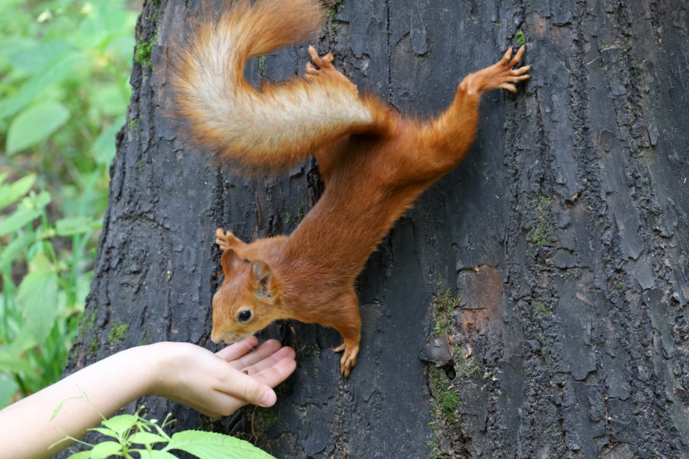 Common Squirrel Dreams and Their Meanings