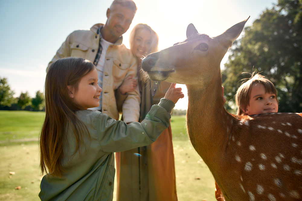 How to Know if a Deer is Your Spirit Animal