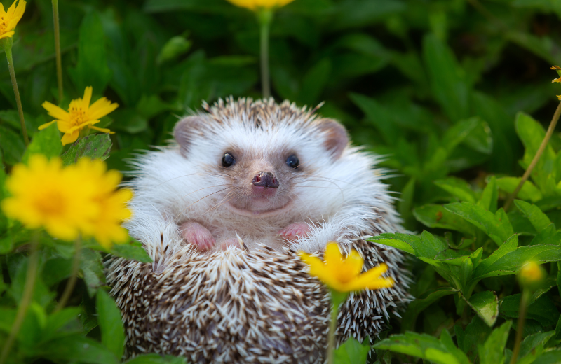 Hedgehog spiritual meaning