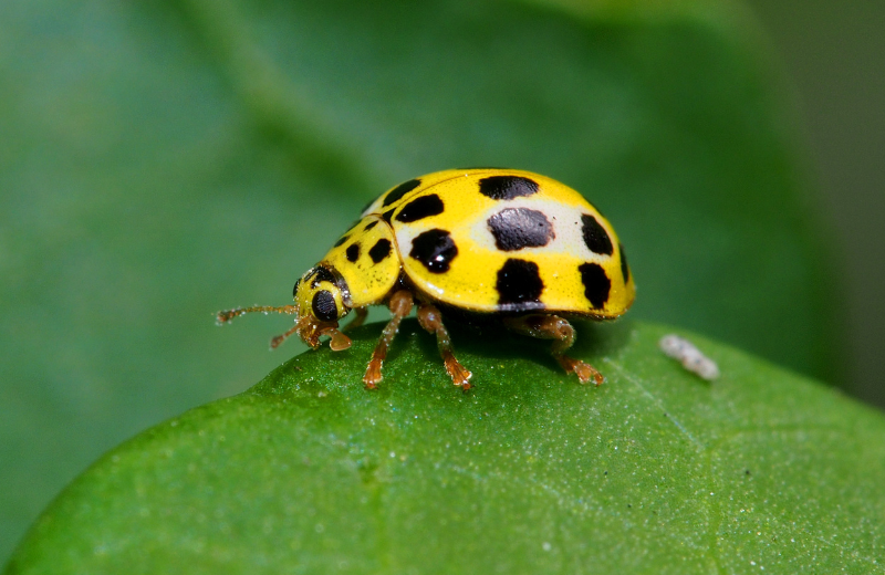 Ladybug Colours and Their Spiritual Meanings