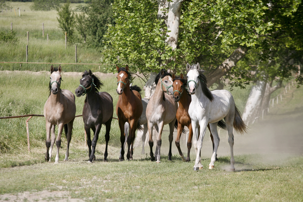 Horse Colours and Their Spiritual Meanings