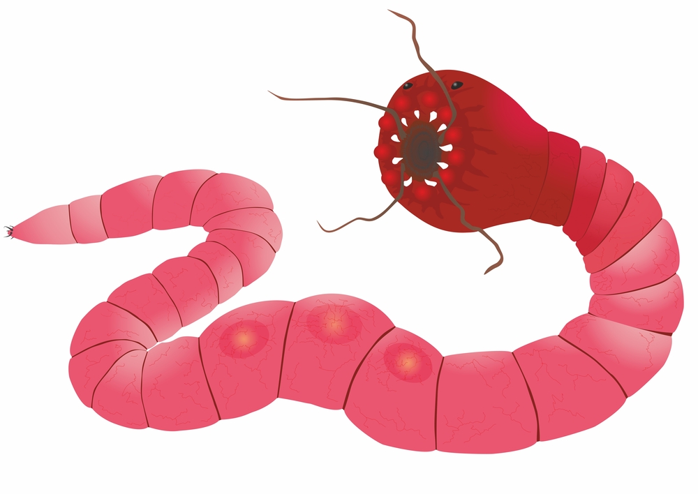 Mongolian Death Worm