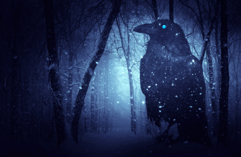 Raven Symbolism: What is the Spiritual Meaning of a Raven? - Centre of ...