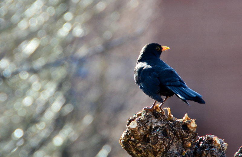 How to Know if a Blackbird is Your Spirit Animal