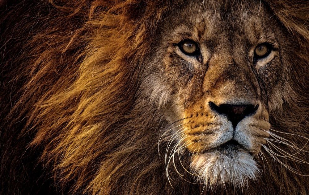 Close up of a lion