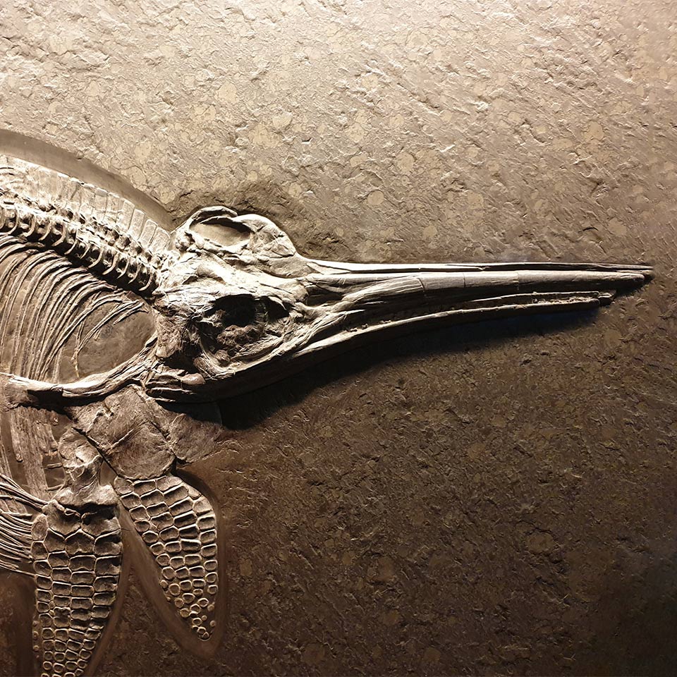 Ichthyosaur skeleton at the Vienna historical museum